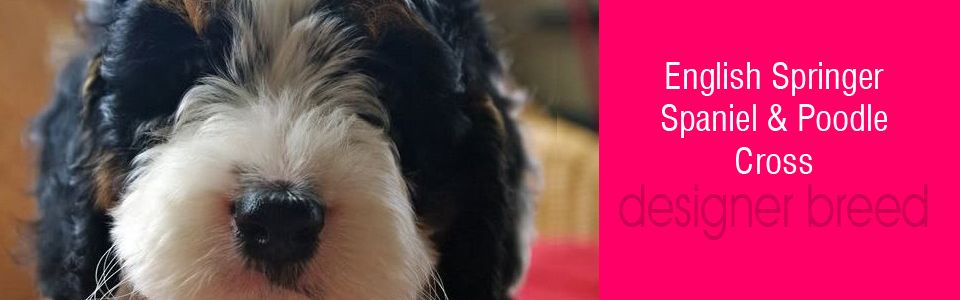 baner